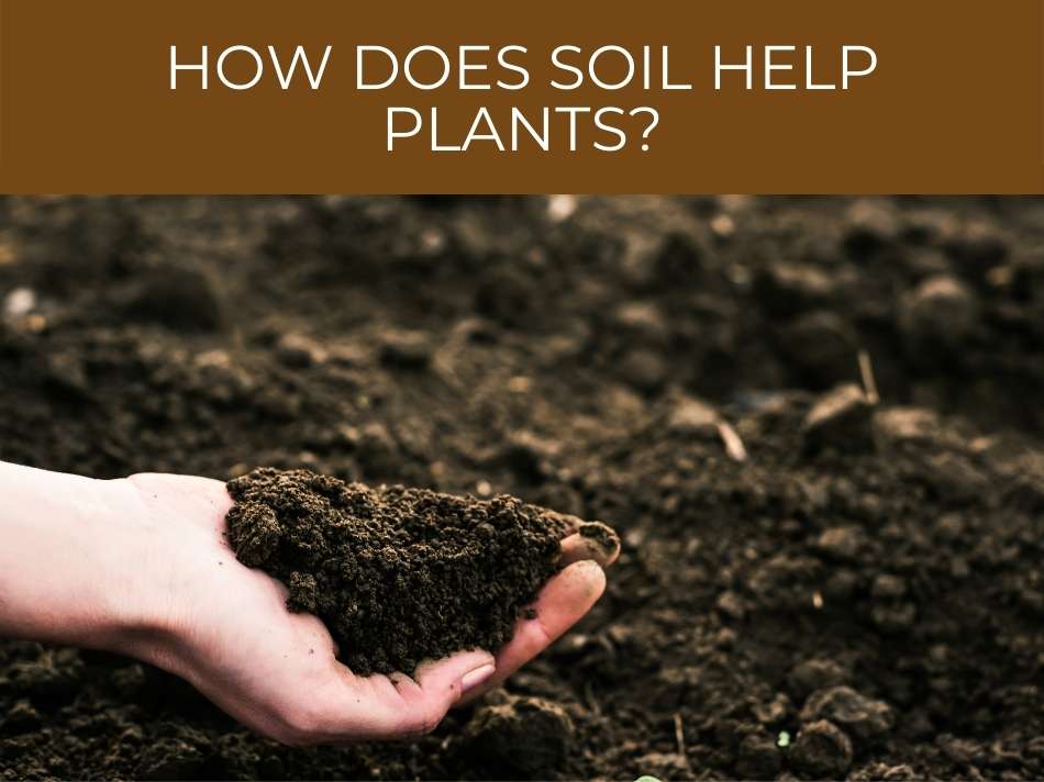 A person holding a handful of soil with the question "how does soil help plants?" displayed above.