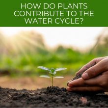 How do plants contribute to the water cycle