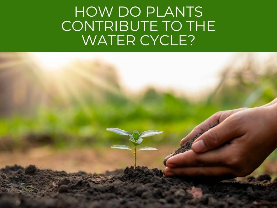 A human hand nurturing a small plant in the soil with a caption asking about the contribution of plants in the water cycle.