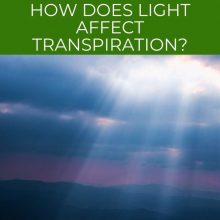 How does light affect transpiration (1)