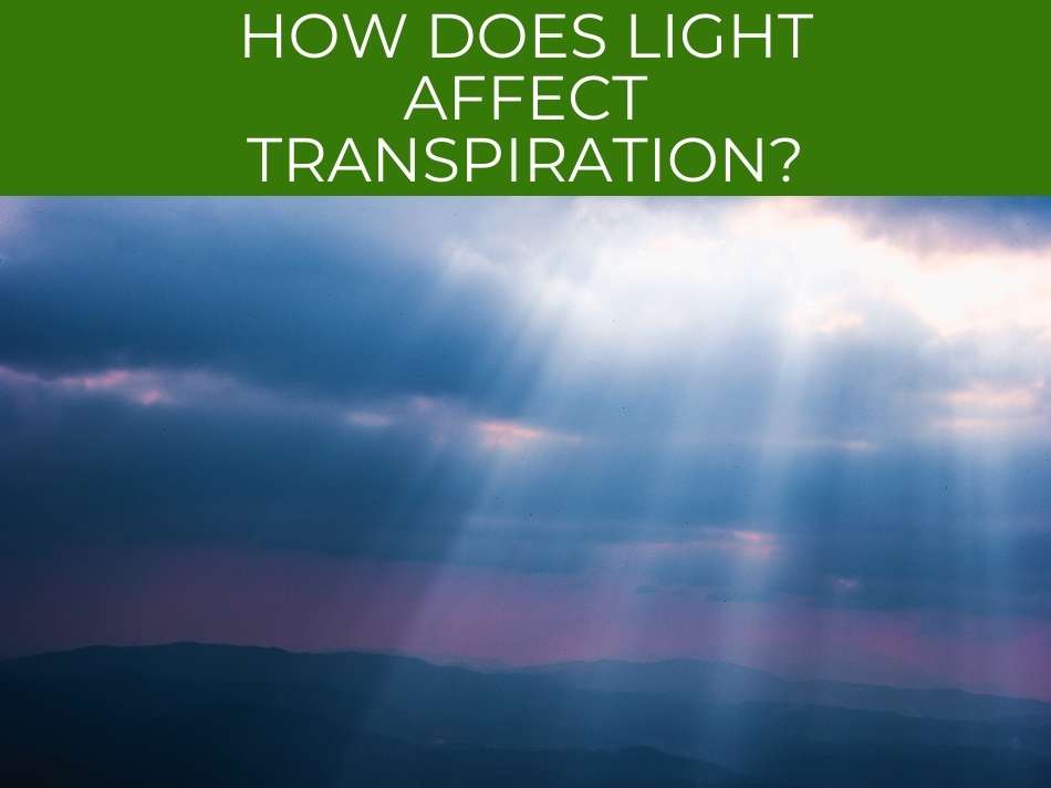 How does light affect transpiration?