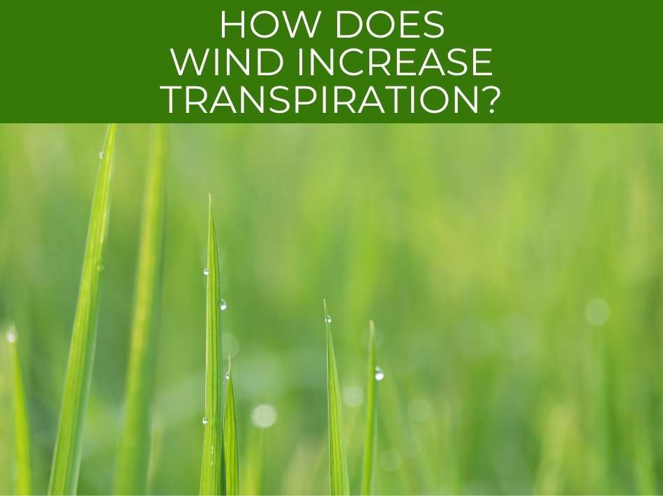 How does wind increase transpiration?
