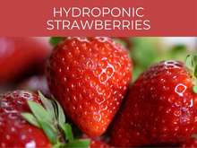 Hydroponic strawberries
