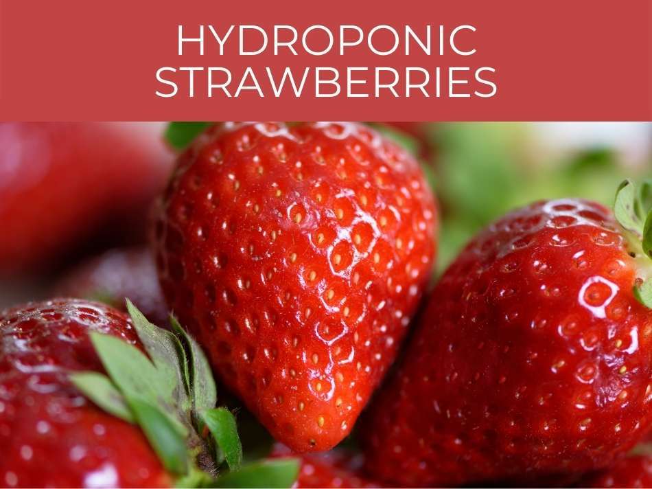 Hydroponic strawberries