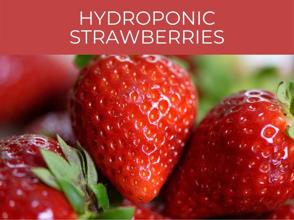 Hydroponic Strawberries close-up.