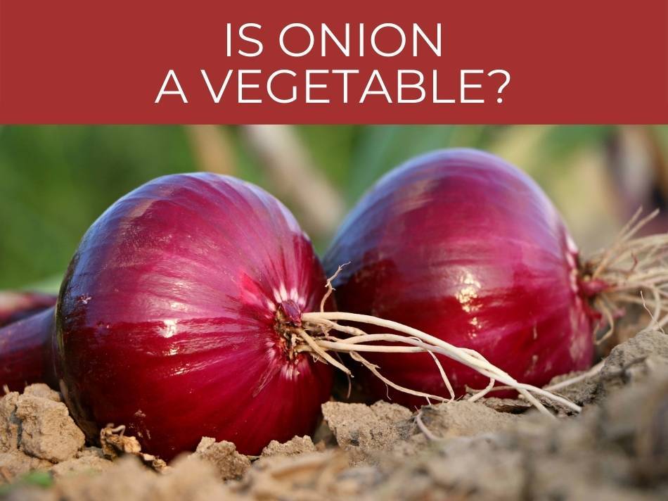 Is onion a vegetable?