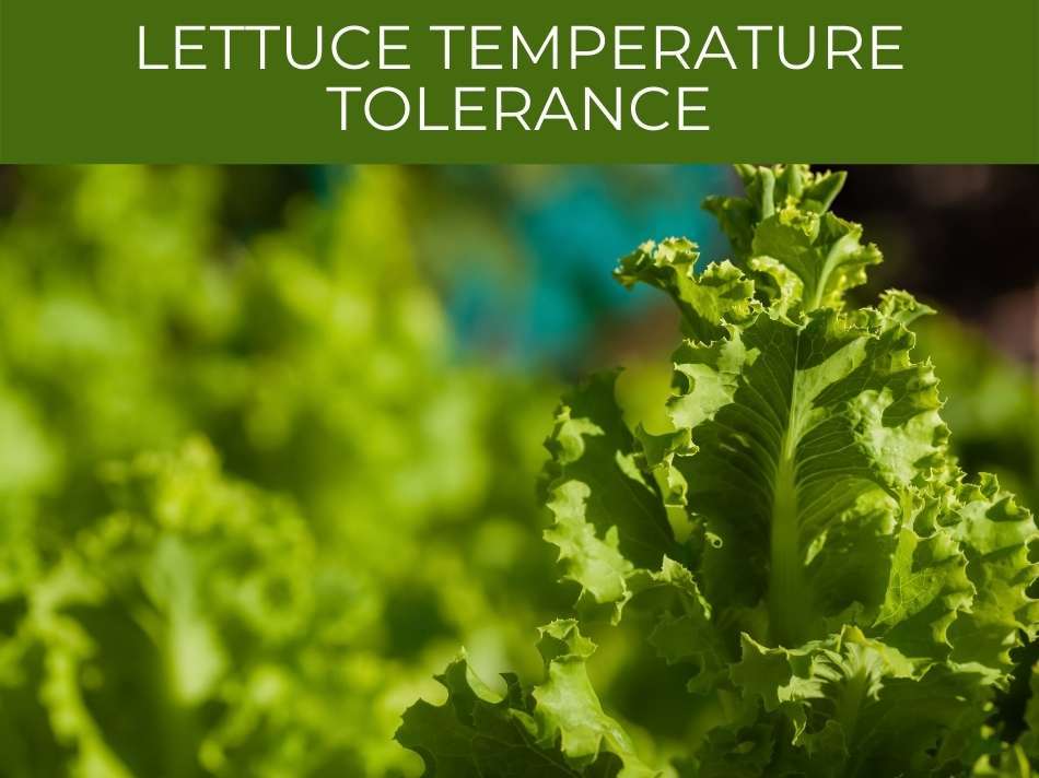 Lettuce leaves showcasing the plant's temperature tolerance and adaptability.