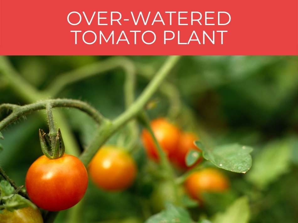 Over-watered tomato plant