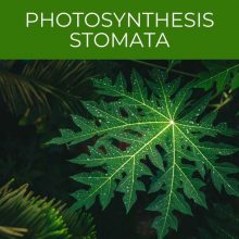 Photosynthesis stomata