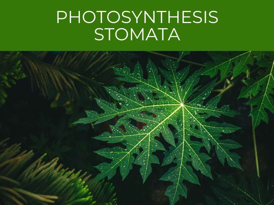 Photosynthesis stomata