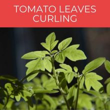 Tomato leaves curling