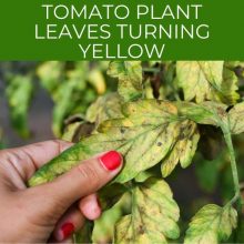 Tomato plant leaves turning yellow