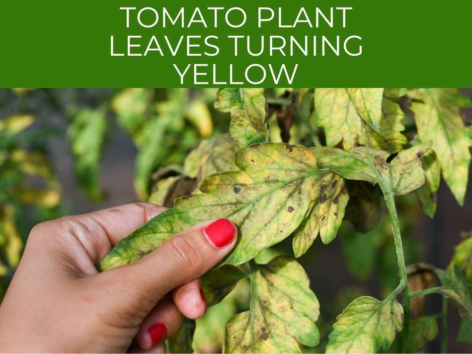 A hand examining a tomato plant with leaves turning yellow.