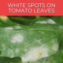 White spots on tomato leaves