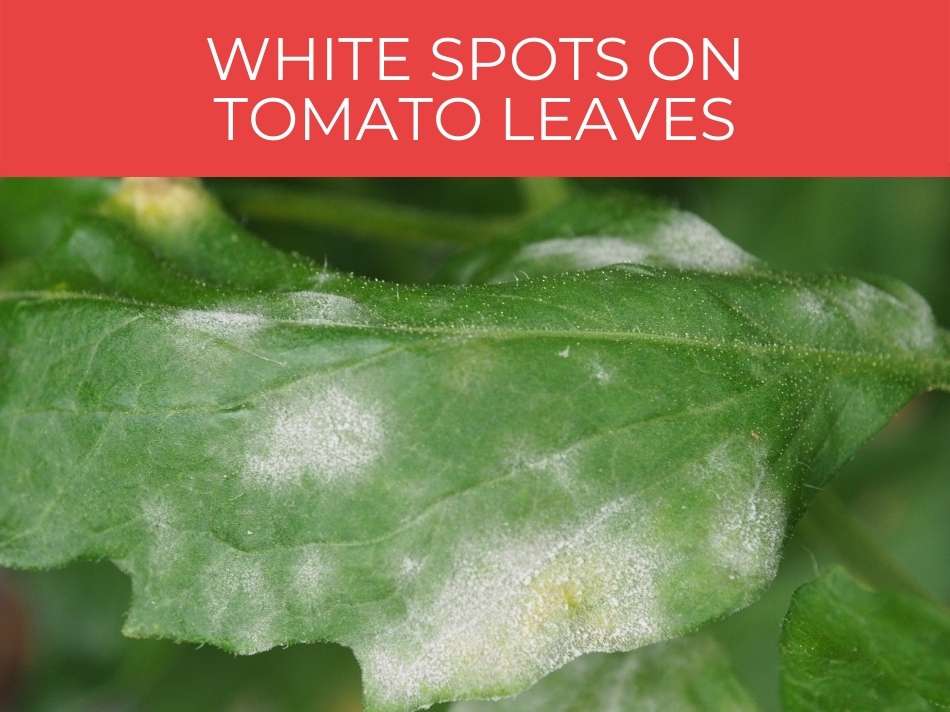 Close-up of tomato leaf with white spots indicating plant diseases or pest damage.