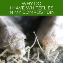Why do I have Whiteflies in my Compost Bin