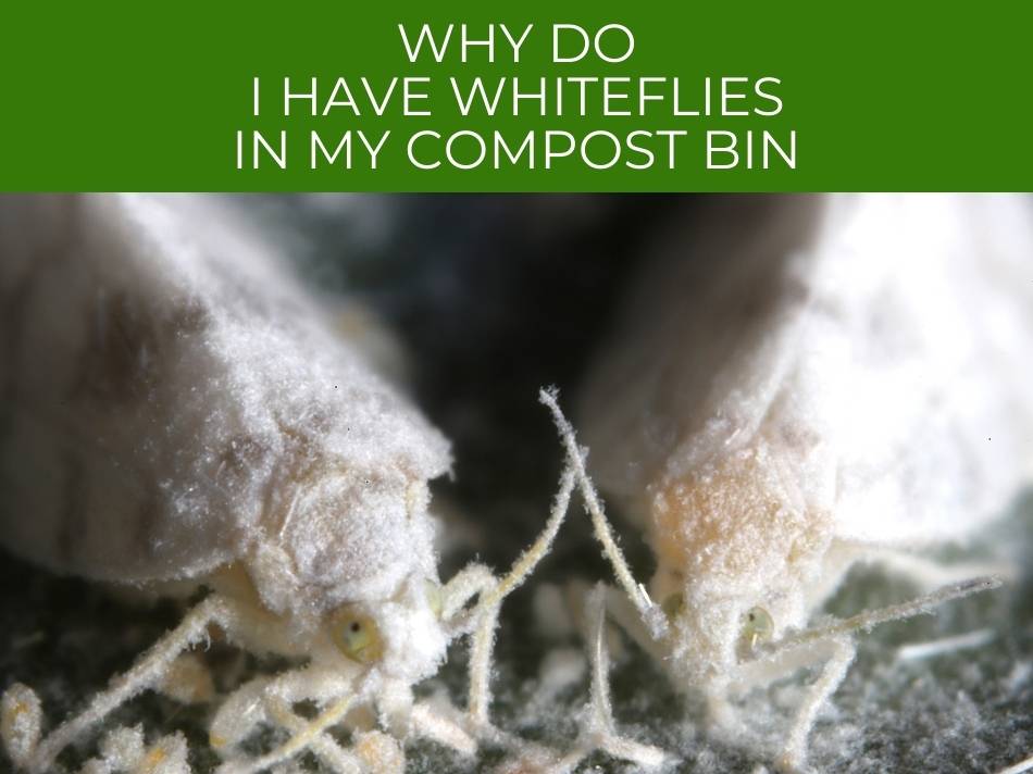 Why whiteflies infestation in a compost bin?