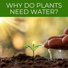 Why do plants need water