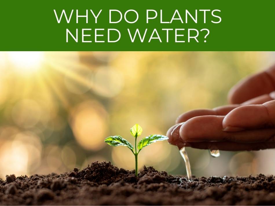 Hand watering a young plant in soil with sunlight in the background and the question "why plants need water?" at the top, highlighting the importance of water in plants.