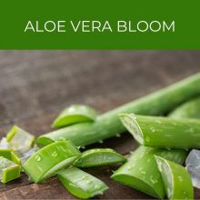 Aloe vera bloom