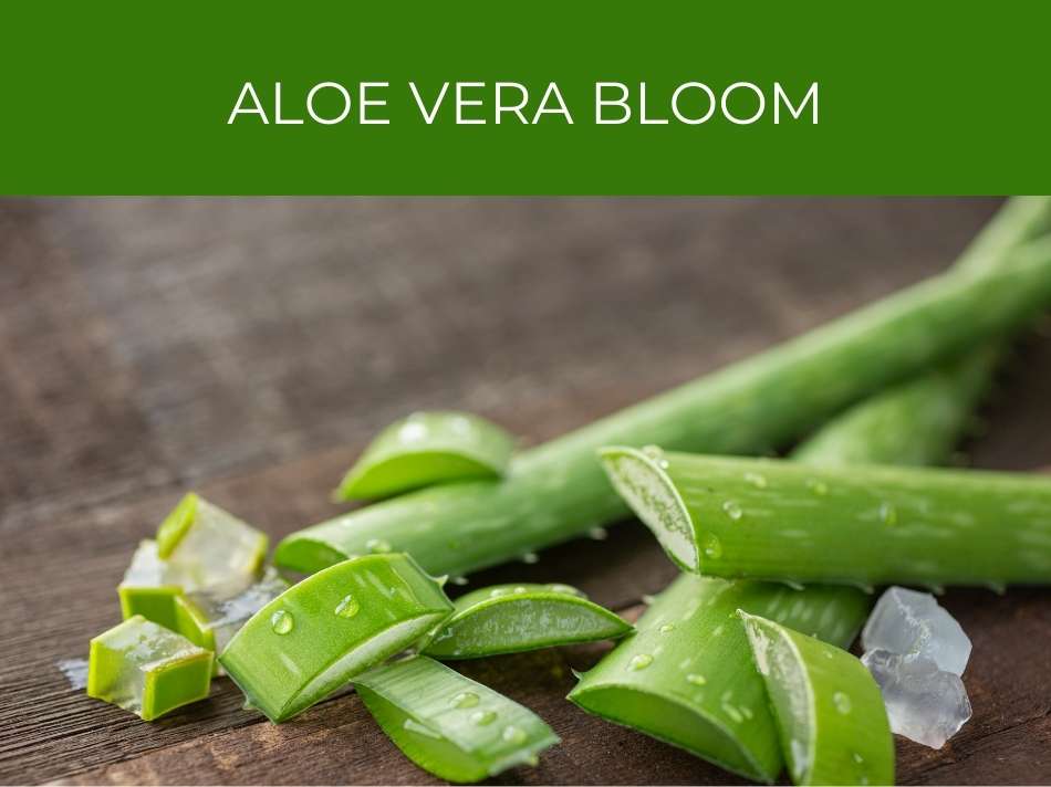Fresh Aloe vera bloom and gel on a wooden surface.