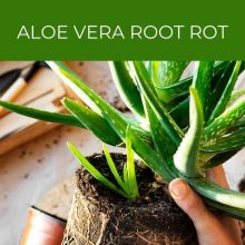 Aloe vera root rot