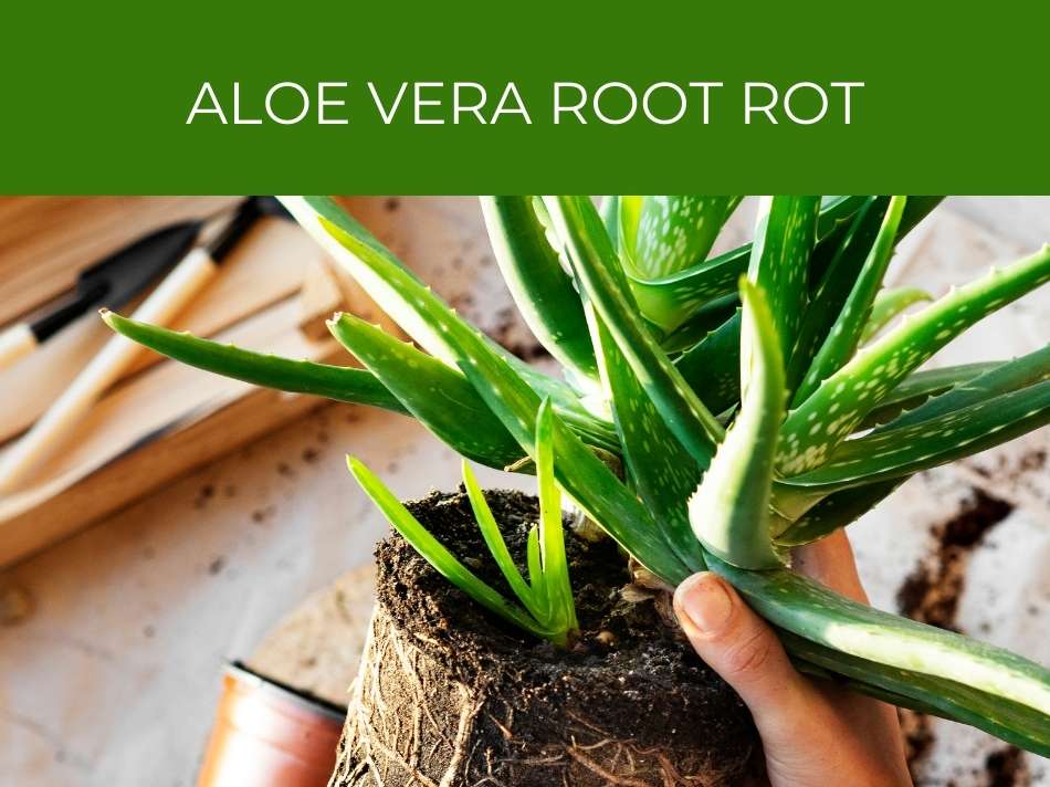 Examining an aloe vera plant showing signs of root rot.