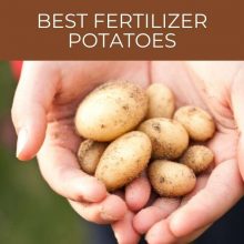 Best fertilizer potatoes