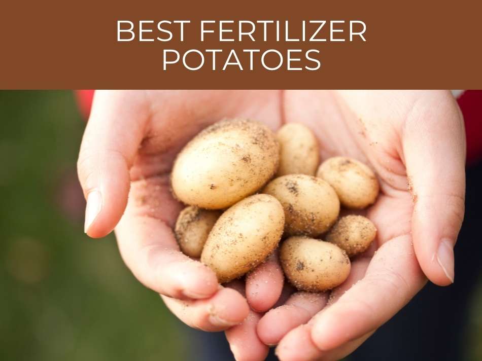 Hands holding freshly harvested potatoes with text 'best fertilizer for potato growth'.