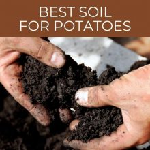 Best soil for potatoes