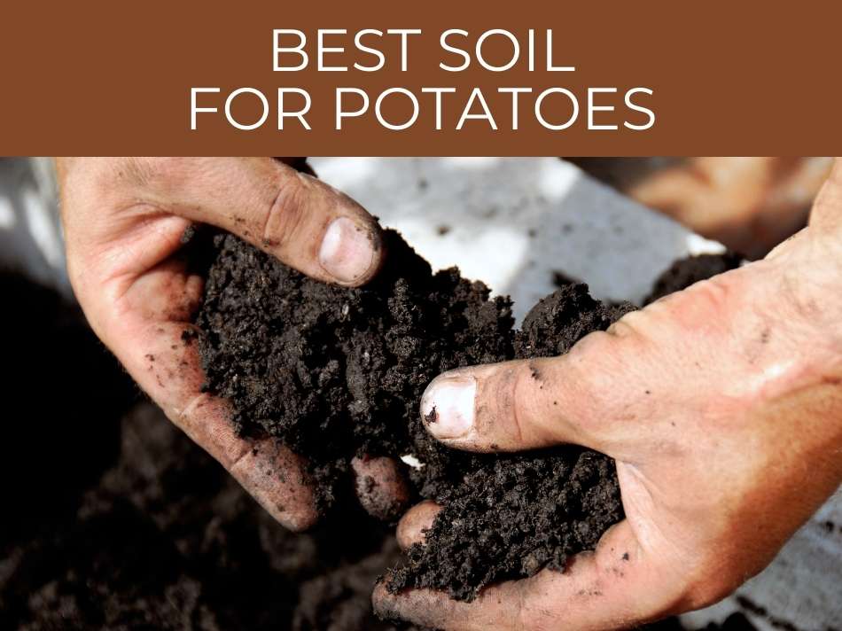 Hands holding rich soil with text overlay "Best soil for potatoes.