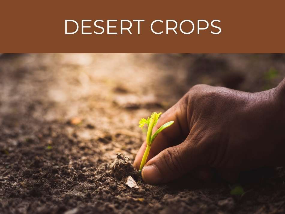 A hand nurturing a small plant in arid soil with the caption "desert agriculture.