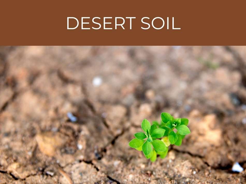 Desert soil