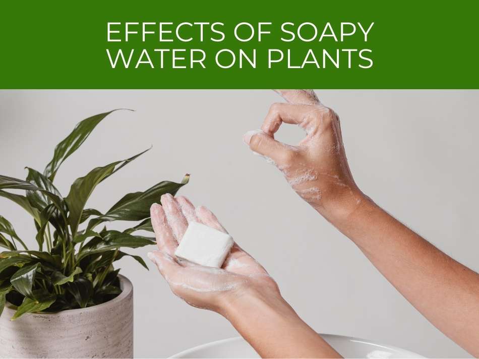 Hands washing with soap next to a houseplant, with text "effects of soapy water on plants" on a green background.