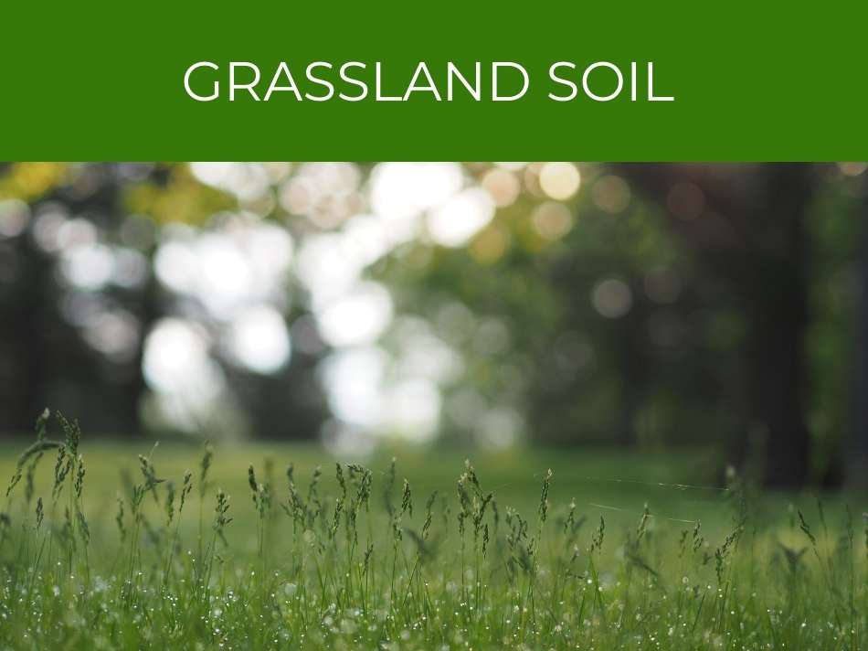Lush greenery with the text "Grassland soil" against a blurred natural background, highlighting soil conservation.