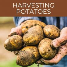 Harvesting potatoes
