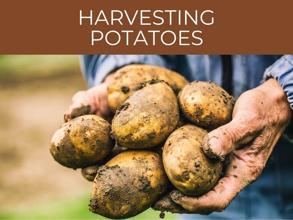 Hands harvesting freshly picked potatoes.