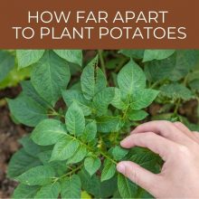 How far apart to plant potatoes