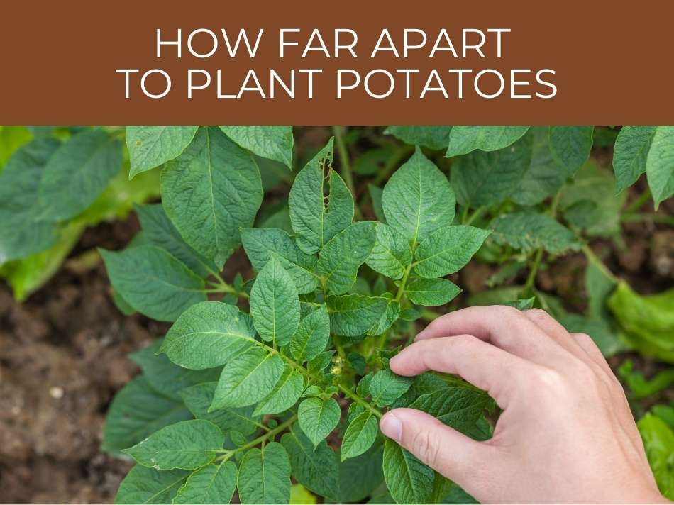 A person's hand examining potato plants with text stating "potato planting distance".