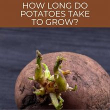 How long do potatoes take to grow