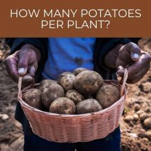 How many potatoes per plant