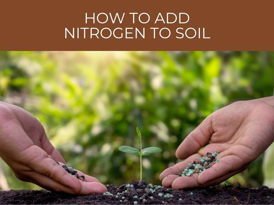 How to apply nitrogen-rich fertilizer to the soil to promote plant growth.