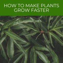 How to make plants grow faster