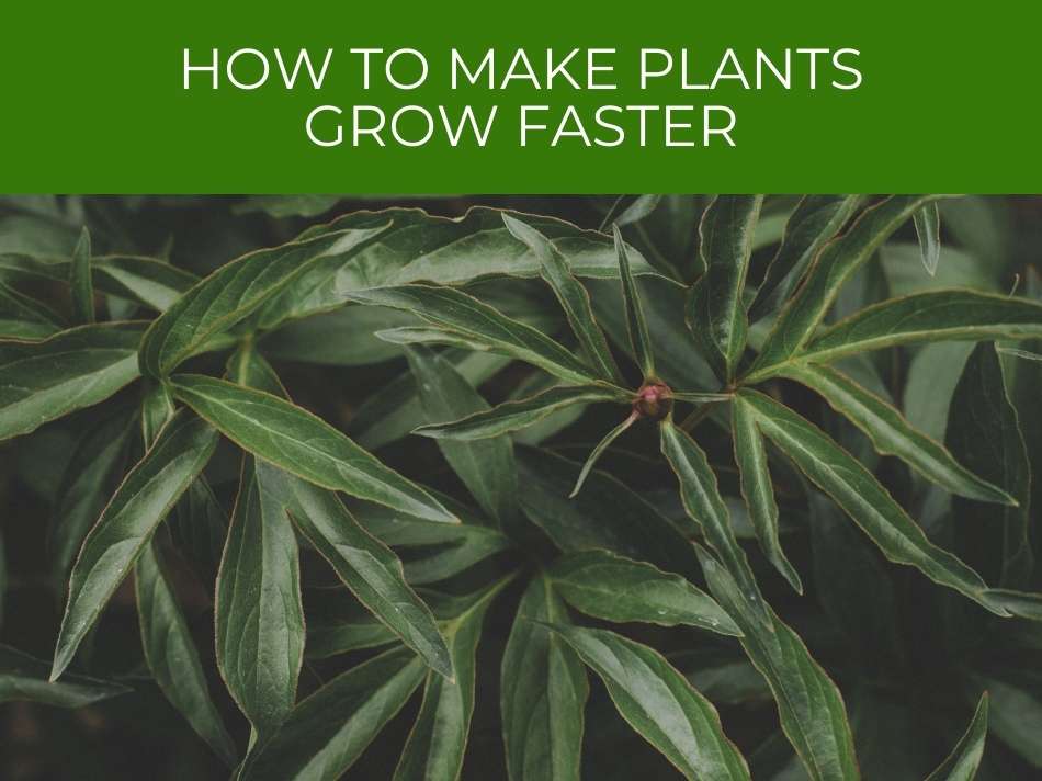 How to make plants grow faster