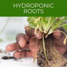 Hydroponic roots
