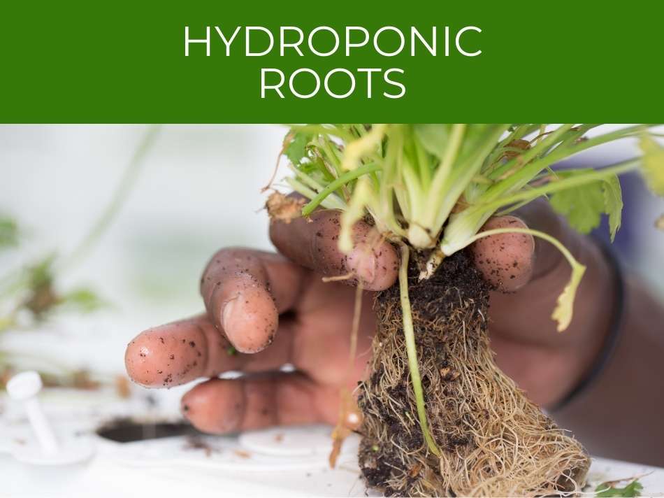 Person holding a plant with exposed root system above a hydroponics setup.
