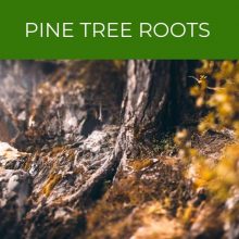 Pine tree roots