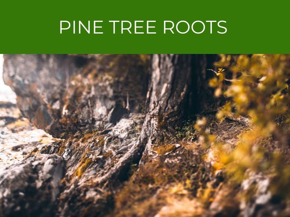 Close-up of pine trees roots extending into rocky soil.