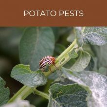 Potato pests