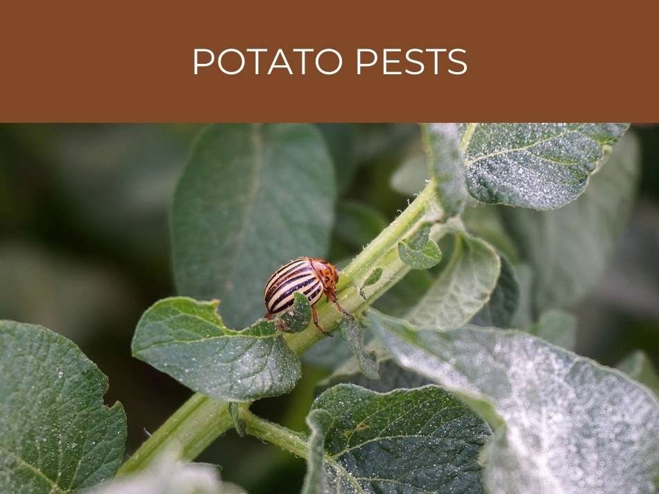 A colorado potato beetle on a potato plant, indicative of common agricultural pests and a target for pest control.